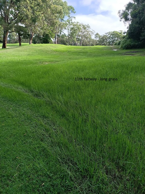 11th Fairway - long grass.